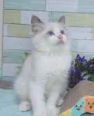 ラグドール【大阪府・男の子・2022年11月15日・ブルーポイントバイカラー】の写真2