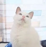 ラグドール【大阪府・男の子・2022年11月15日・ブルーポイントバイカラー】の写真4