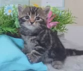 スコティッシュフォールド(立ち耳)【大阪府・女の子・2024年3月22日・ブラウンタビー】の写真4