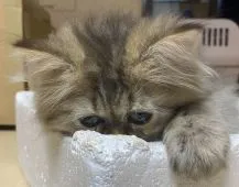 ペルシャ【大阪府・男の子・2022年3月12日・シェーデットゴールデン】の写真5