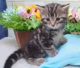 スコティッシュフォールド(立ち耳)【大阪府・女の子・2024年3月22日・ブラウンタビー】の写真5