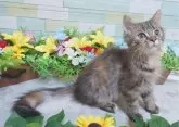 マンチカン×ノルウェージャンフォレストキャット【大阪府・女の子・2024年6月30日・トーティーシェル】の写真5