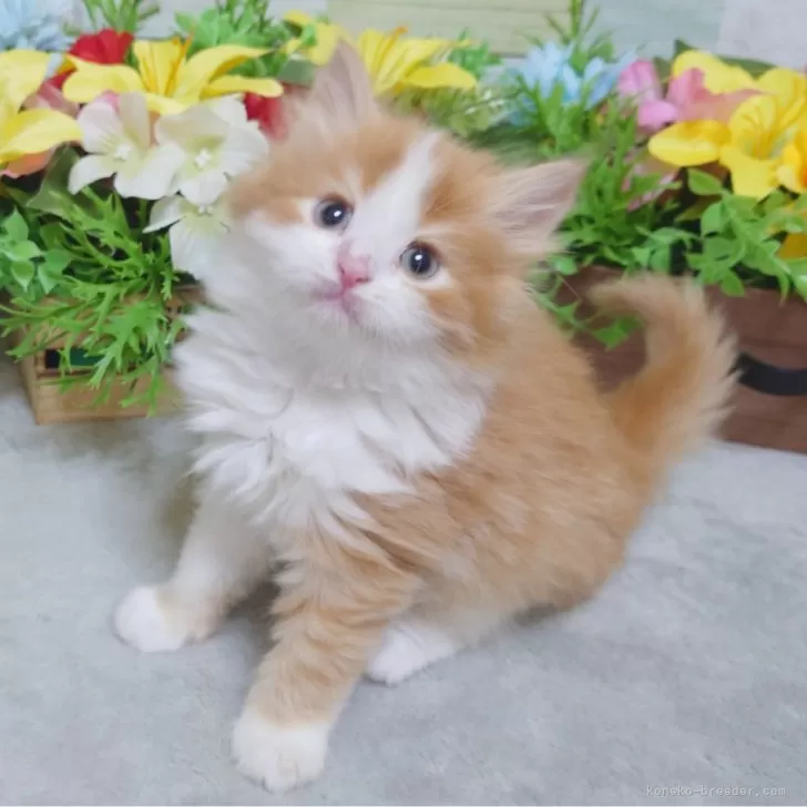 ID:2503-01040の子猫