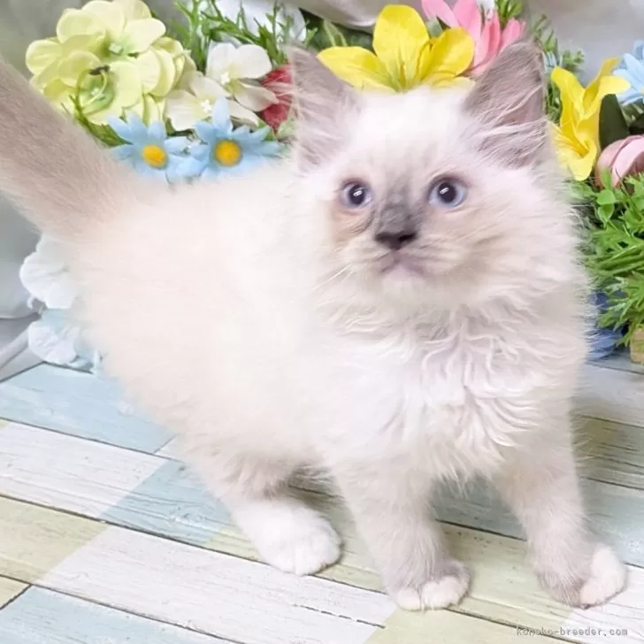 ID：2509-02694の子猫