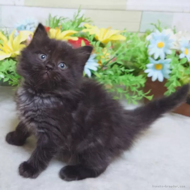 ID:2504-00869の子猫