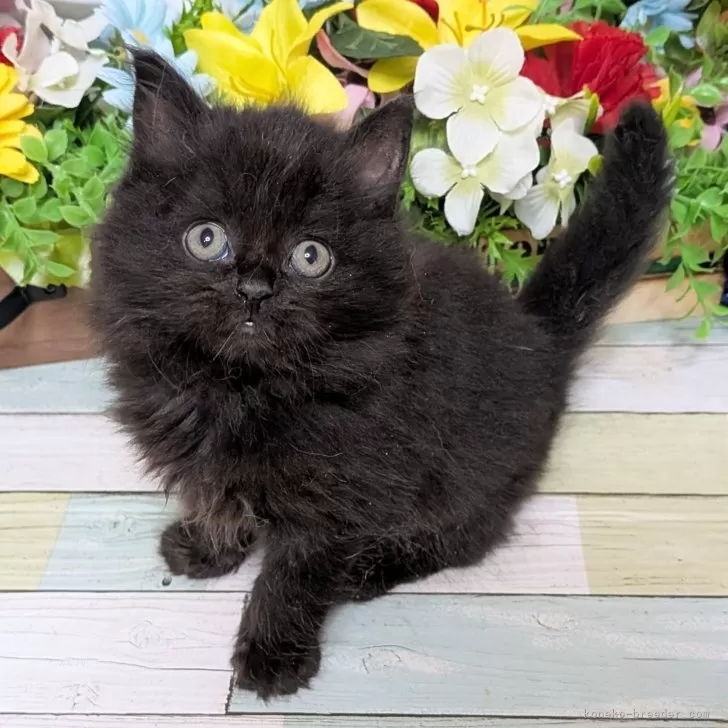 ID：2510-03118の子猫