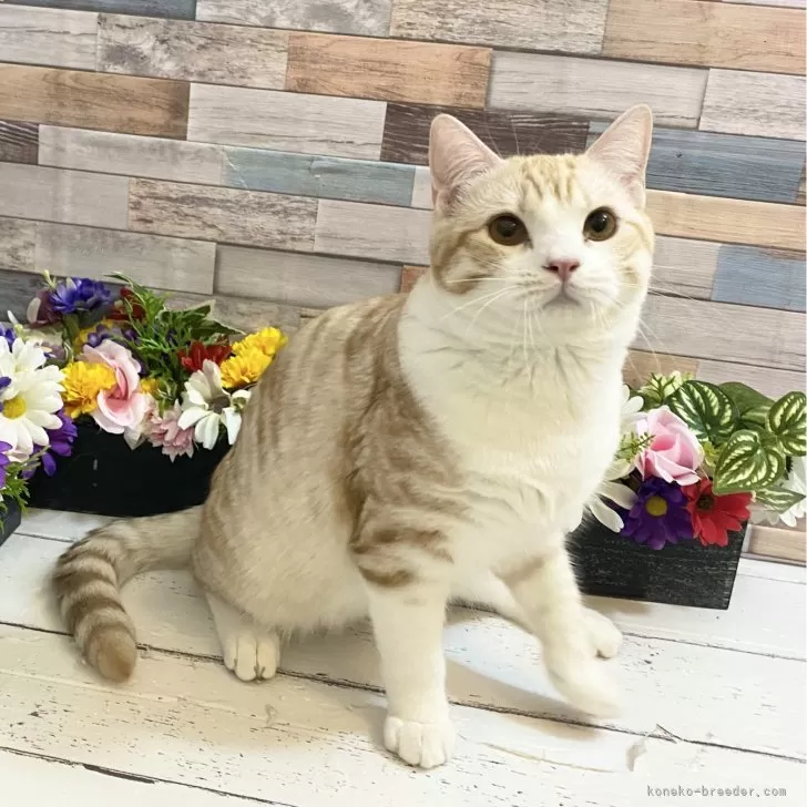ID:2409-02903の子猫