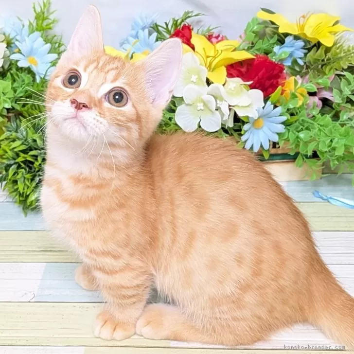 マンチカン(長足)【大阪府・男の子・2025年6月18日・レッドタビー】の写真1