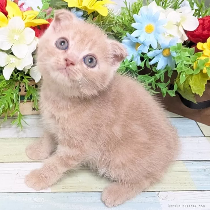 スコティッシュフォールド(折れ耳)【大阪府・男の子・2025年9月3日・クリームタビー】の写真1