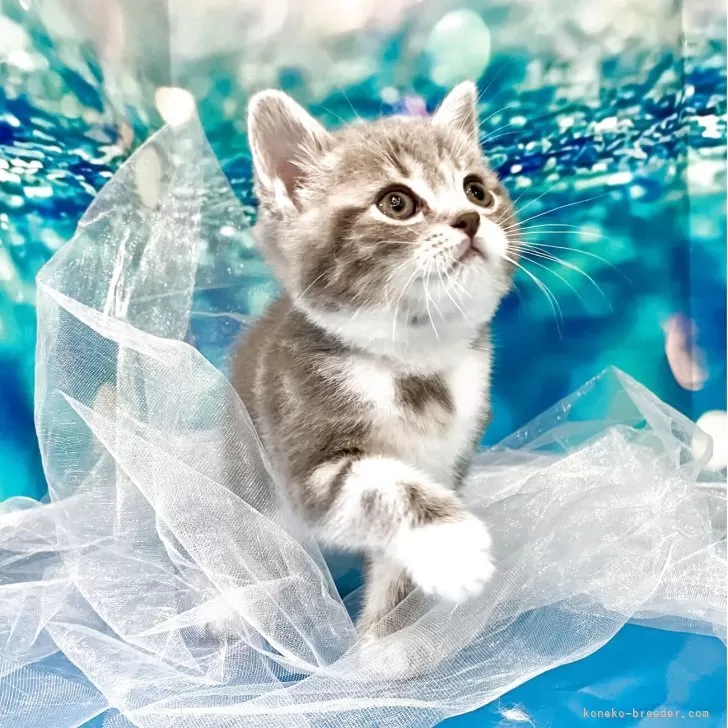 ID：2506-00799の子猫