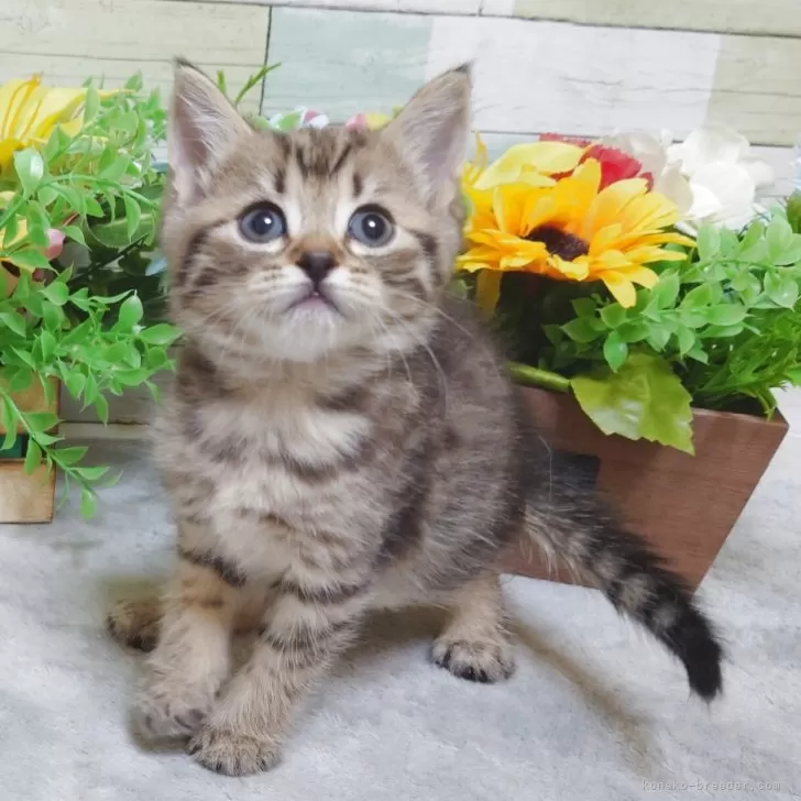 ID：2504-02920の子猫
