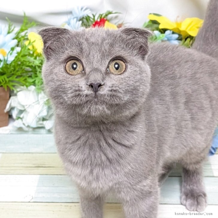 ブリーダー画像