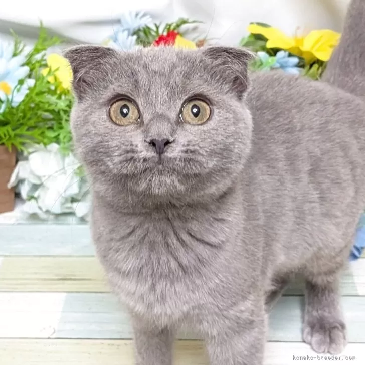 スコティッシュフォールド(折れ耳)【大阪府・女の子・2025年6月18日・ブルータビー】の写真1