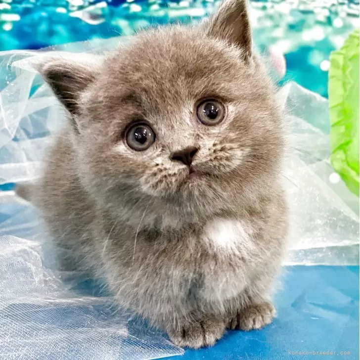 ID:2506-01480の子猫