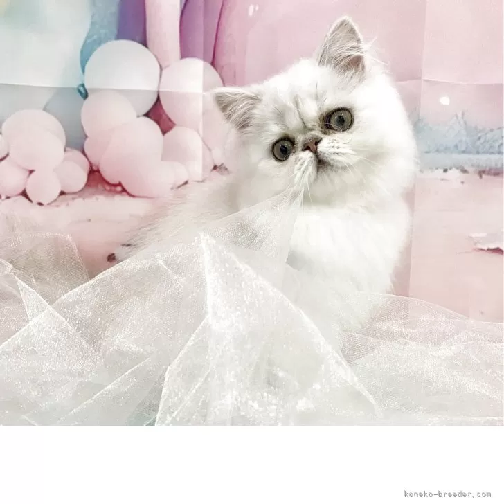 ID：2502-00878の子猫