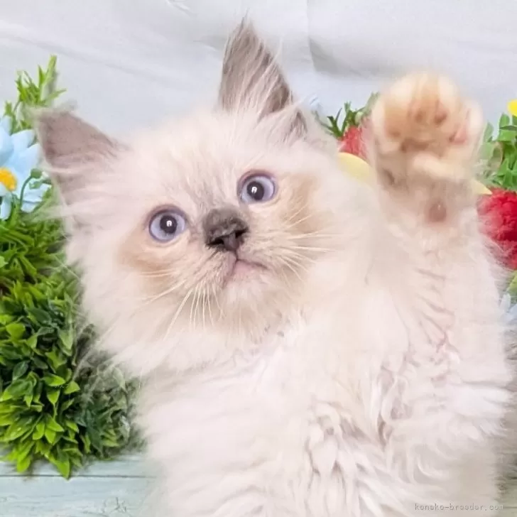 ID：2509-02692の子猫