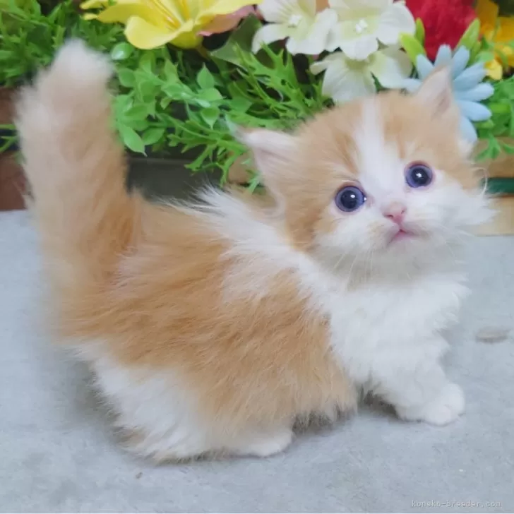 ID:2503-01050の子猫