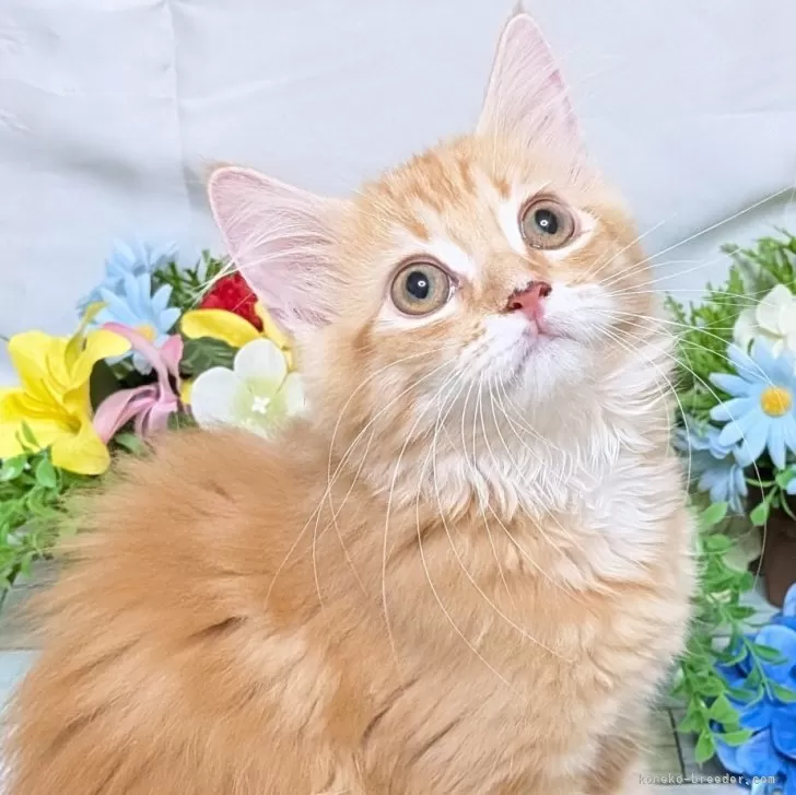 サイベリアン×マンチカン【大阪府・女の子・2025年6月16日・レッドタビー】の写真1