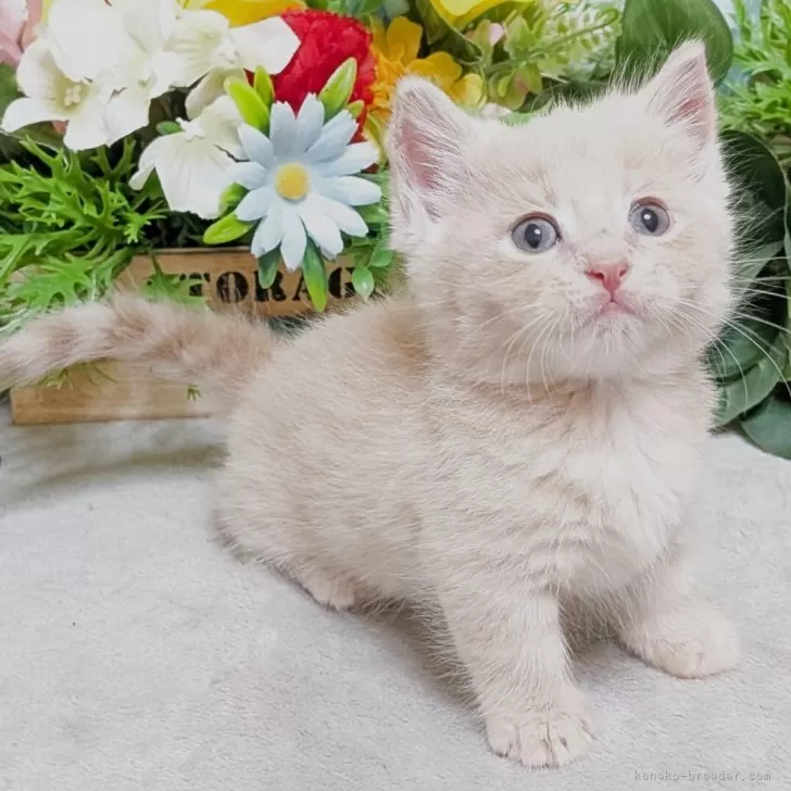 ラブキャット 様のお迎えした子猫