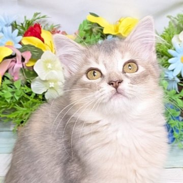 マンチカン(長足)【大阪府・女の子・2025年7月6日・ブルークリーム】の写真「甘えたさんの美人ちゃん💕」