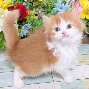 スコティッシュフォールド(立ち耳)【大阪府・男の子・2025年11月1日・レッド&ホワイト】の写真「フワフワ毛並みのおっとり君💕」