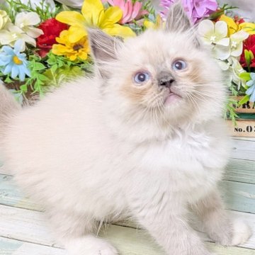 ラグドール【大阪府・男の子・2025年7月24日・ブルーシールポイント】の写真「陽気な性格の男の子💕」