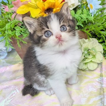 マンチカン×サイベリアン【大阪府・男の子・2025年5月22日・ブラウン&ホワイト】の写真「超甘えん坊の可愛い男の子💖」