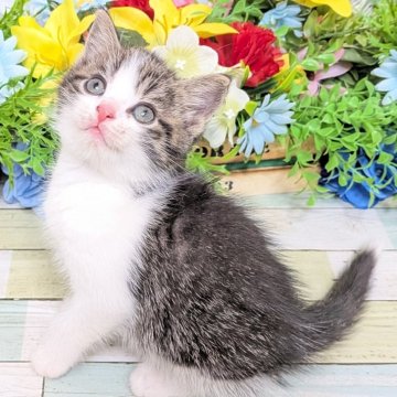 スコティッシュストレート【大阪府・男の子・2025年9月12日・ブラウンタビー&ホワイト】の写真「可愛いお顔の甘えん坊君💕」