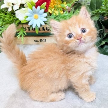 マンチカン(長足)【大阪府・男の子・2025年4月15日・レッドタビー】の写真「中足💕甘えん坊の可愛い男の子💕」