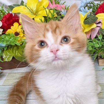 スコティッシュストレート【大阪府・男の子・2025年9月12日・レッド&ホワイト】の写真「お顔の可愛いおっとり君💕」