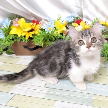 ミヌエット(短足)【大阪府・男の子・2025年7月14日・ブラウンタビー&ホワイト】の写真「遊ぶの大好きな甘えん坊君💕」