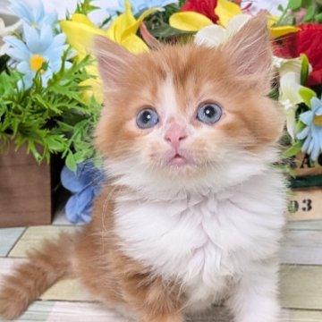 スコティッシュストレート【大阪府・男の子・2025年9月12日・レッド&ホワイト】の写真「お顔の可愛いおっとり君💕」