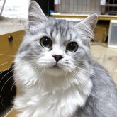 ペルシャ×スコティッシュストレート