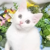 スコティッシュストレート