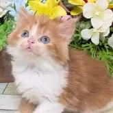 スコティッシュストレート