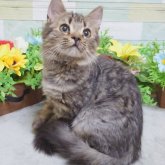 ジェネッタ