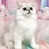 ペルシャ