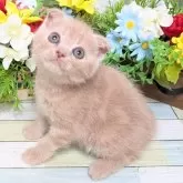 スコティッシュフォールド(折れ耳)