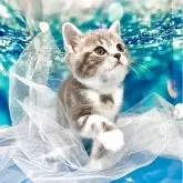 ミヌエット×スコティッシュストレート(長足)【大阪府・女の子・2025年4月17日・ブルークラッシックタビー&ホワイト】の写真1