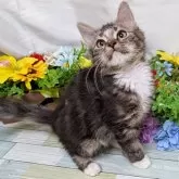 スコティッシュフォールド×サイベリアン