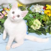 スコティッシュストレート