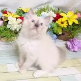 ラグドール【大阪府・男の子・2025年7月24日・ブルーシールポイント】の写真2