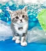 ミヌエット×スコティッシュストレート(長足)【大阪府・女の子・2025年4月17日・ブルークラッシックタビー&ホワイト】の写真3