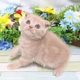 スコティッシュフォールド(折れ耳)【大阪府・男の子・2025年9月3日・クリームタビー】の写真4