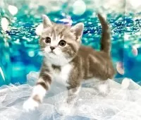 ミヌエット×スコティッシュストレート(長足)【大阪府・女の子・2025年4月17日・ブルークラッシックタビー&ホワイト】の写真4