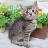 ジェネッタ【大阪府・男の子・2025年3月16日・ブラウンスポッテッドタビー】の写真5