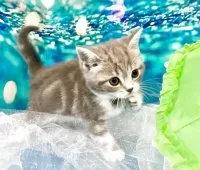 ミヌエット×スコティッシュストレート(長足)【大阪府・女の子・2025年4月17日・ブルークラッシックタビー&ホワイト】の写真5