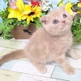 スコティッシュフォールド(折れ耳)【大阪府・男の子・2025年9月3日・クリームタビー】の写真5