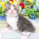 スコティッシュストレート【大阪府・男の子・2025年9月12日・ブラウンタビー&ホワイト】の写真5