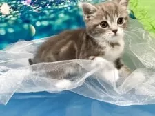 ミヌエット×スコティッシュストレート(長足)【大阪府・女の子・2025年4月17日・ブルークラッシックタビー&ホワイト】の写真6